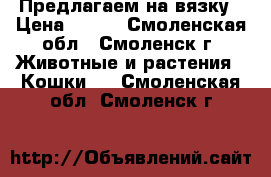 Предлагаем на вязку › Цена ­ 500 - Смоленская обл., Смоленск г. Животные и растения » Кошки   . Смоленская обл.,Смоленск г.